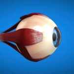 What You Need to Know About Eye Care in the UK